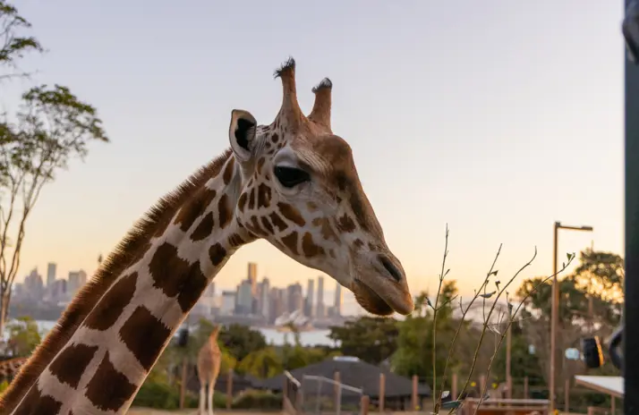 Giraffe in front of the Sydney skyscape