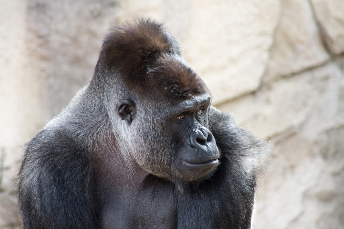 Close-up of Gorilla sitting down 
