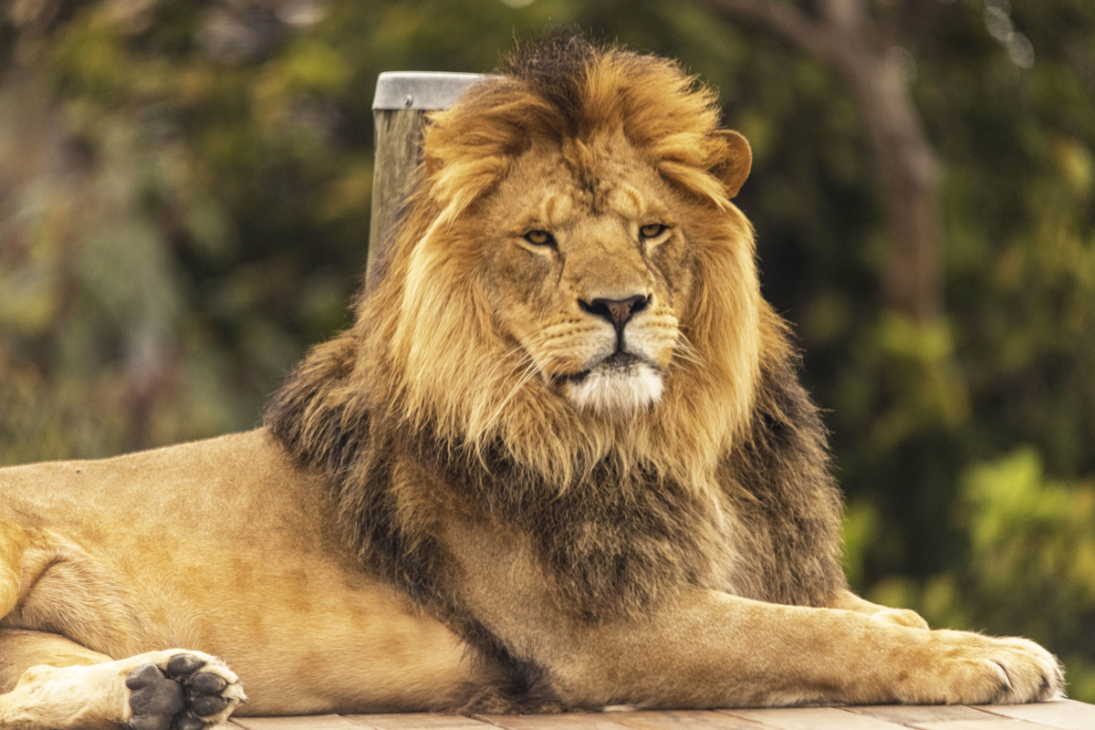 Male lion lying down