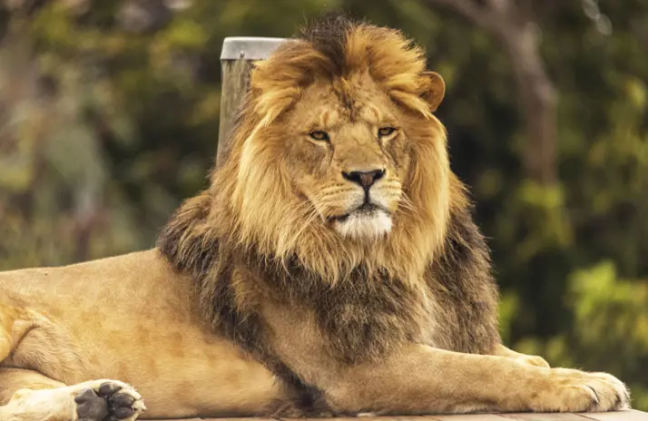 Male lion lying down