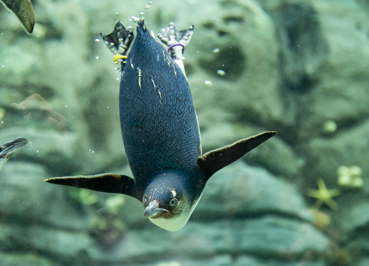 Little Penguin diving underwater