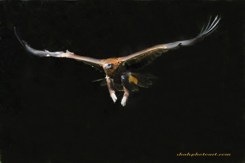 Free flight bird George flying at night
