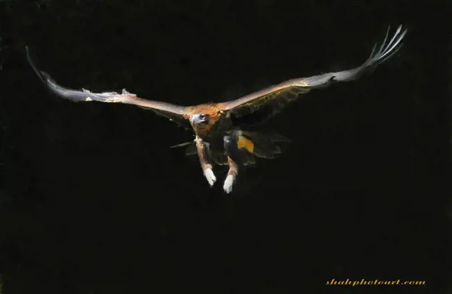 Free flight bird George flying at night