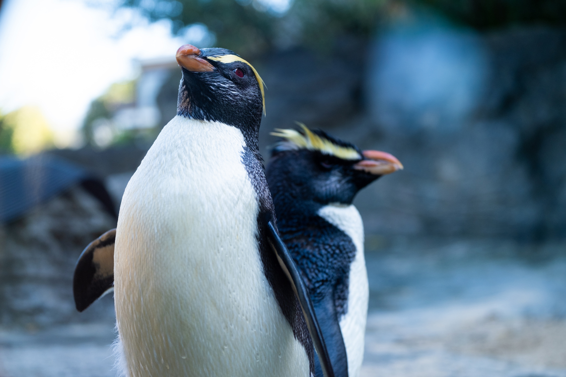 Fiordland Crested Penguins back to back