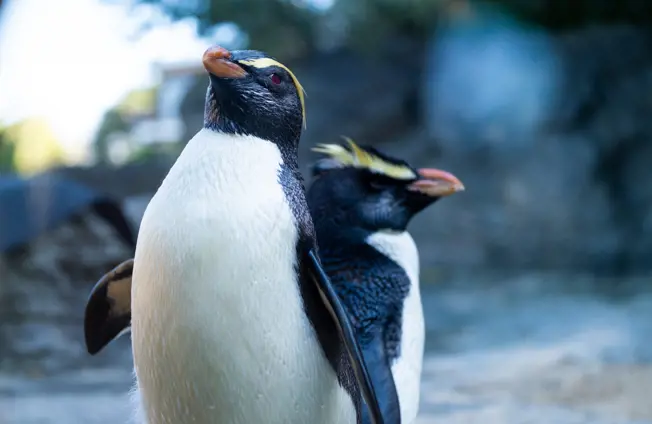 Fiordland Crested Penguins back to back