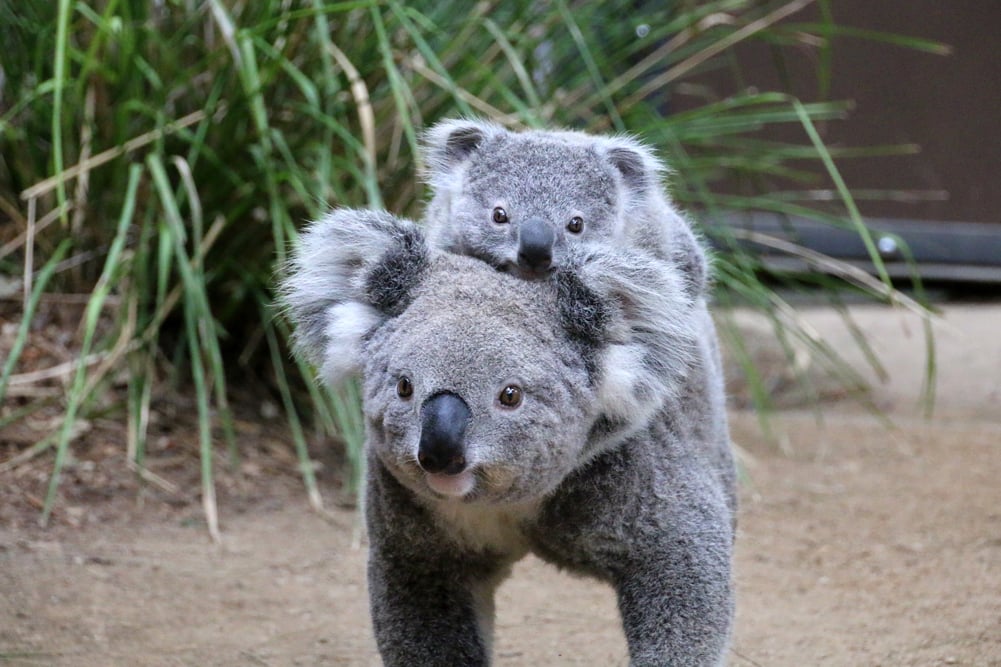 Koala with Joey