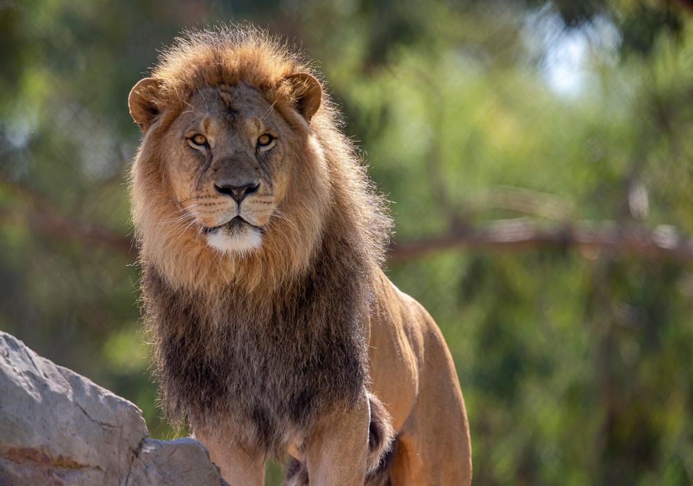 Lion on parade