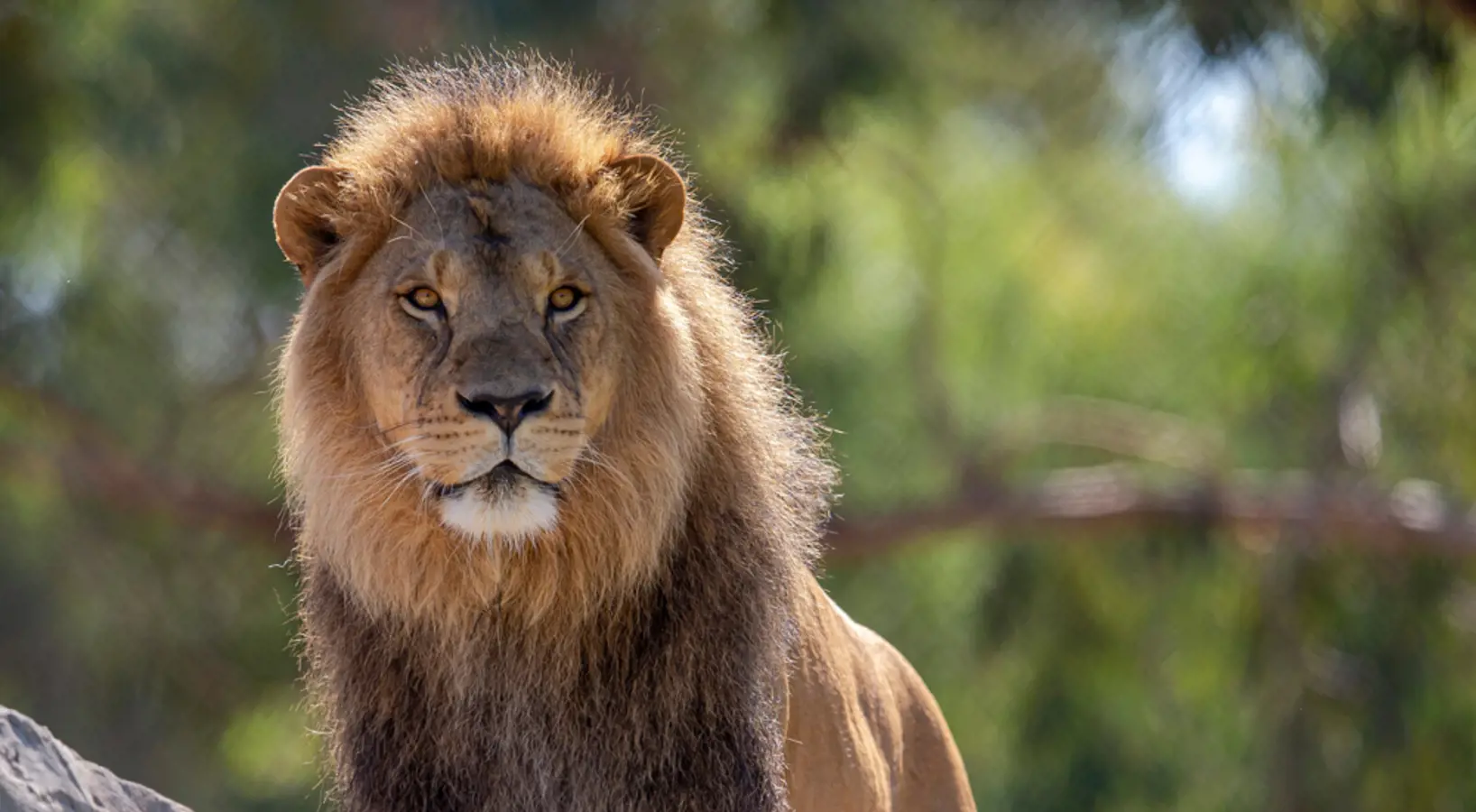 Lion on parade