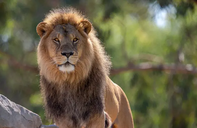 Lion on parade