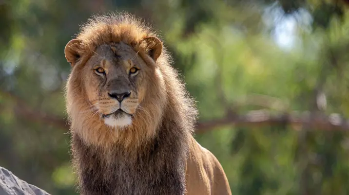 Lion on parade