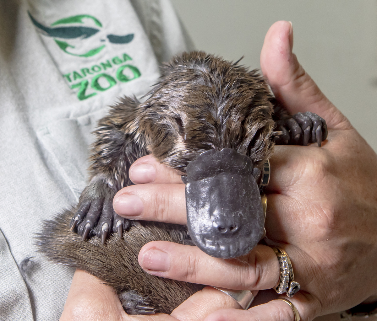 Close up of rescue platypus in keeper's hand