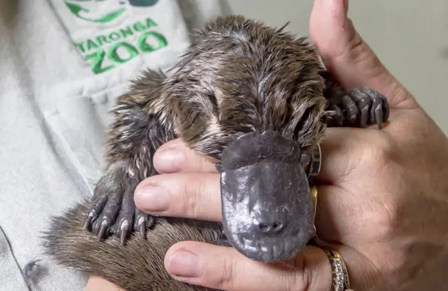 Close up of rescue platypus in keeper's hand