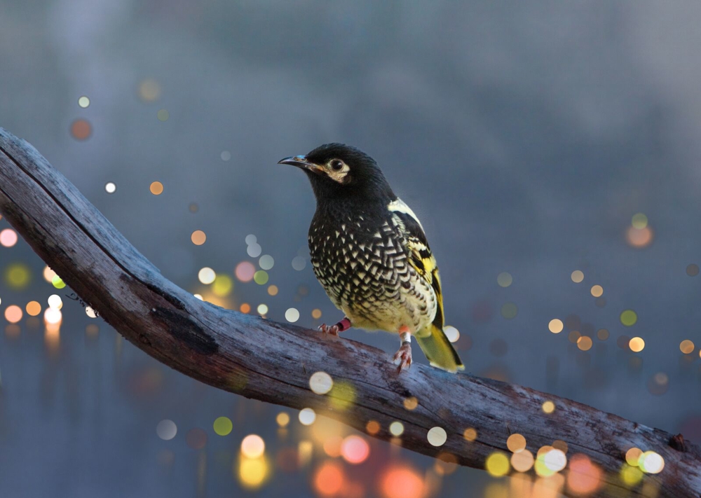 Regent Honeyeater on branch