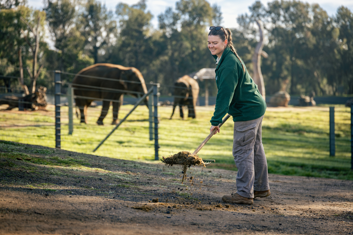 Zookeeper in Dubbo in the paddock raking with elephants behind