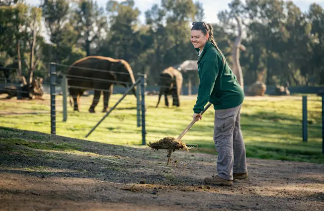 Zookeeper in Dubbo in the paddock raking with elephants behind