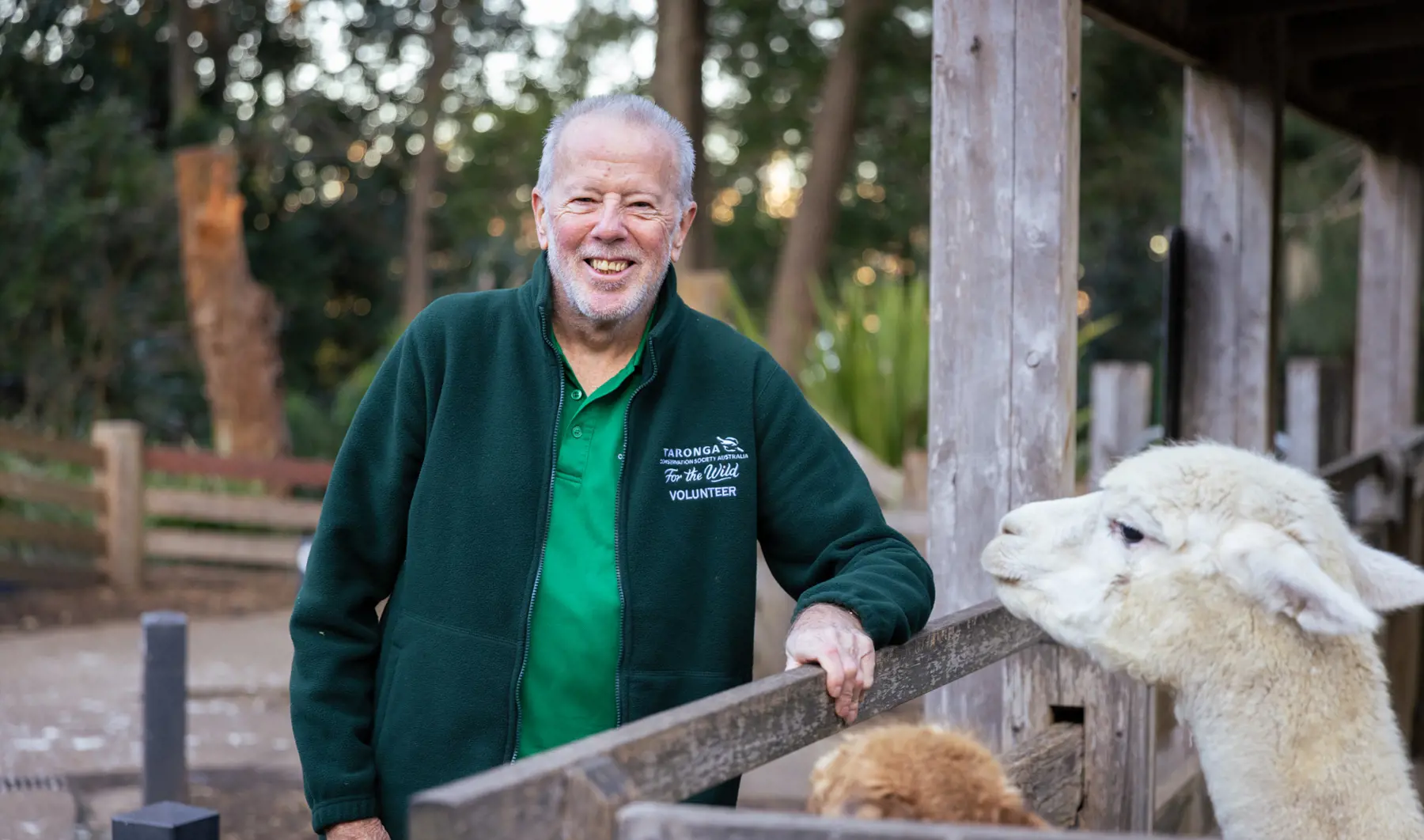 Volunteer zookeeper standing next to llamas