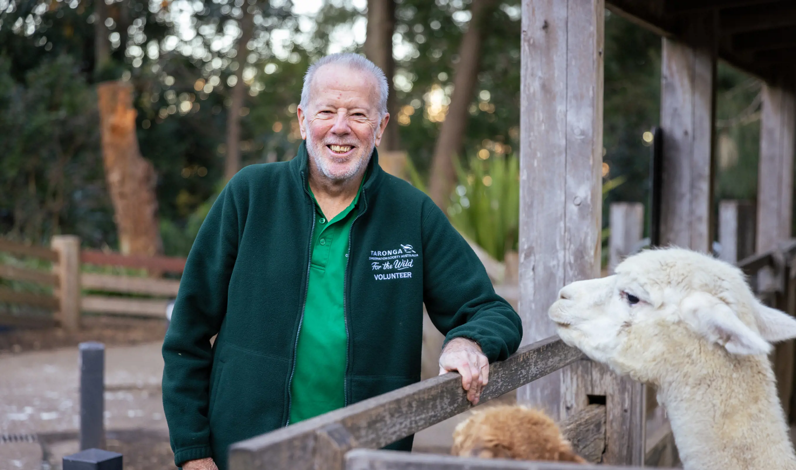 Volunteer zookeeper standing next to llamas