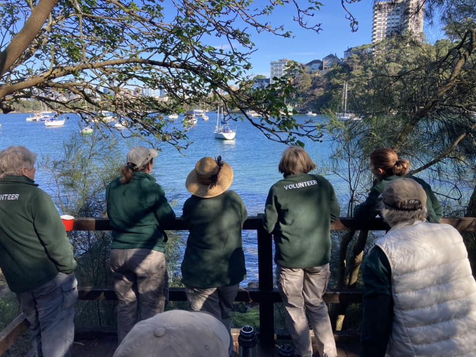 Bushcare Volunteers with Sydney Harbour view