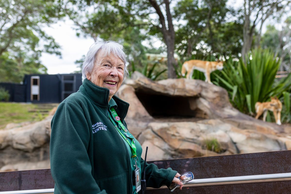 Guest Experience Volunteer in front of the dingo enclosure