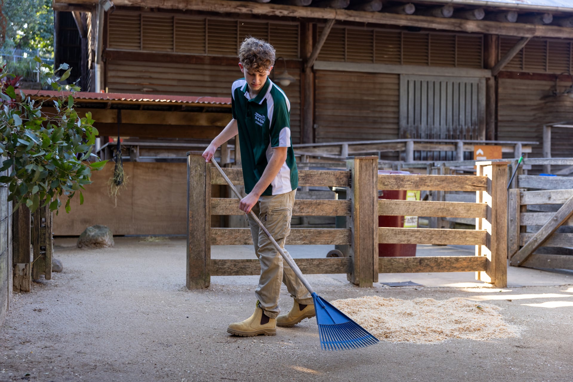 Work Experience Student raking the paddock