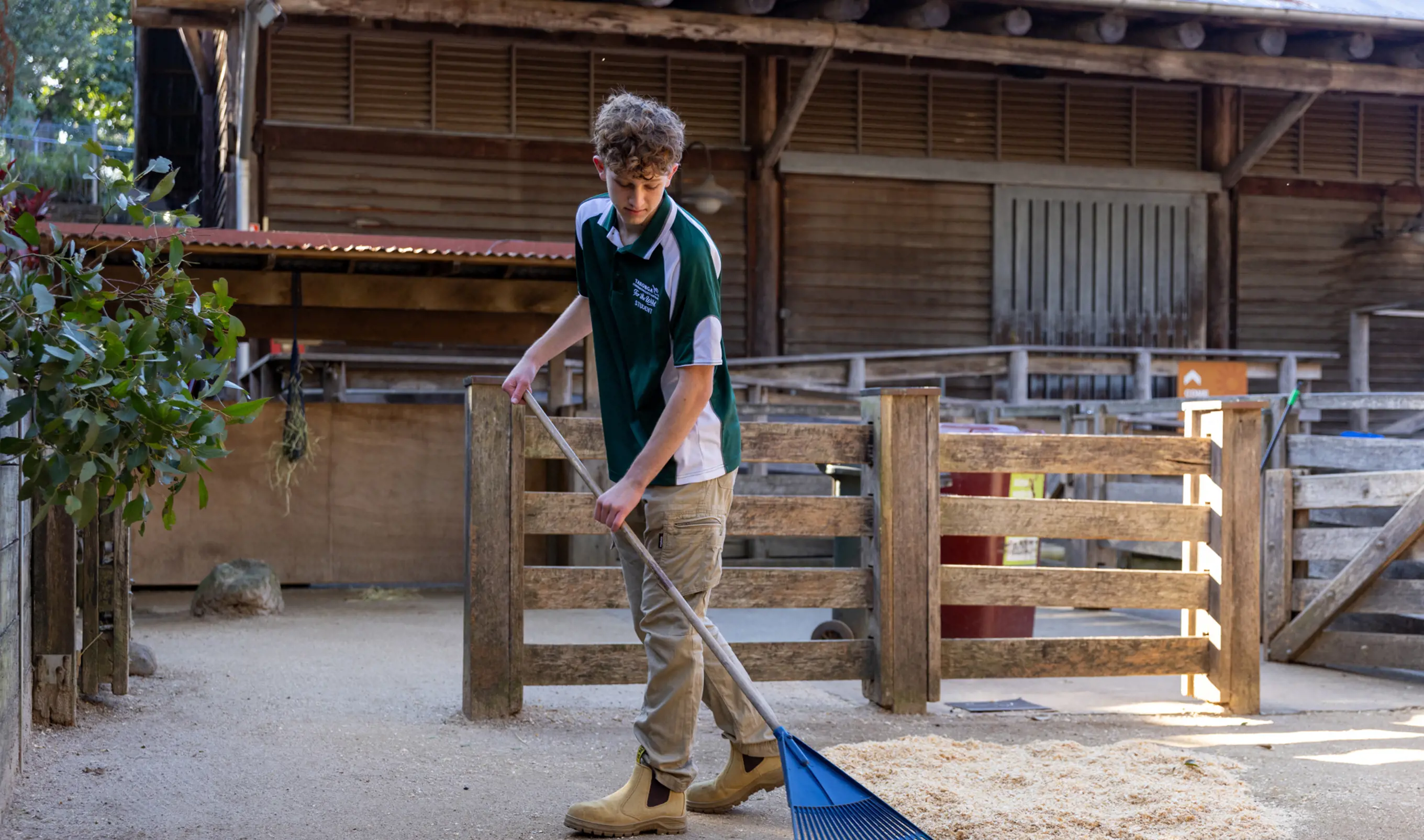 Work Experience Student raking the paddock