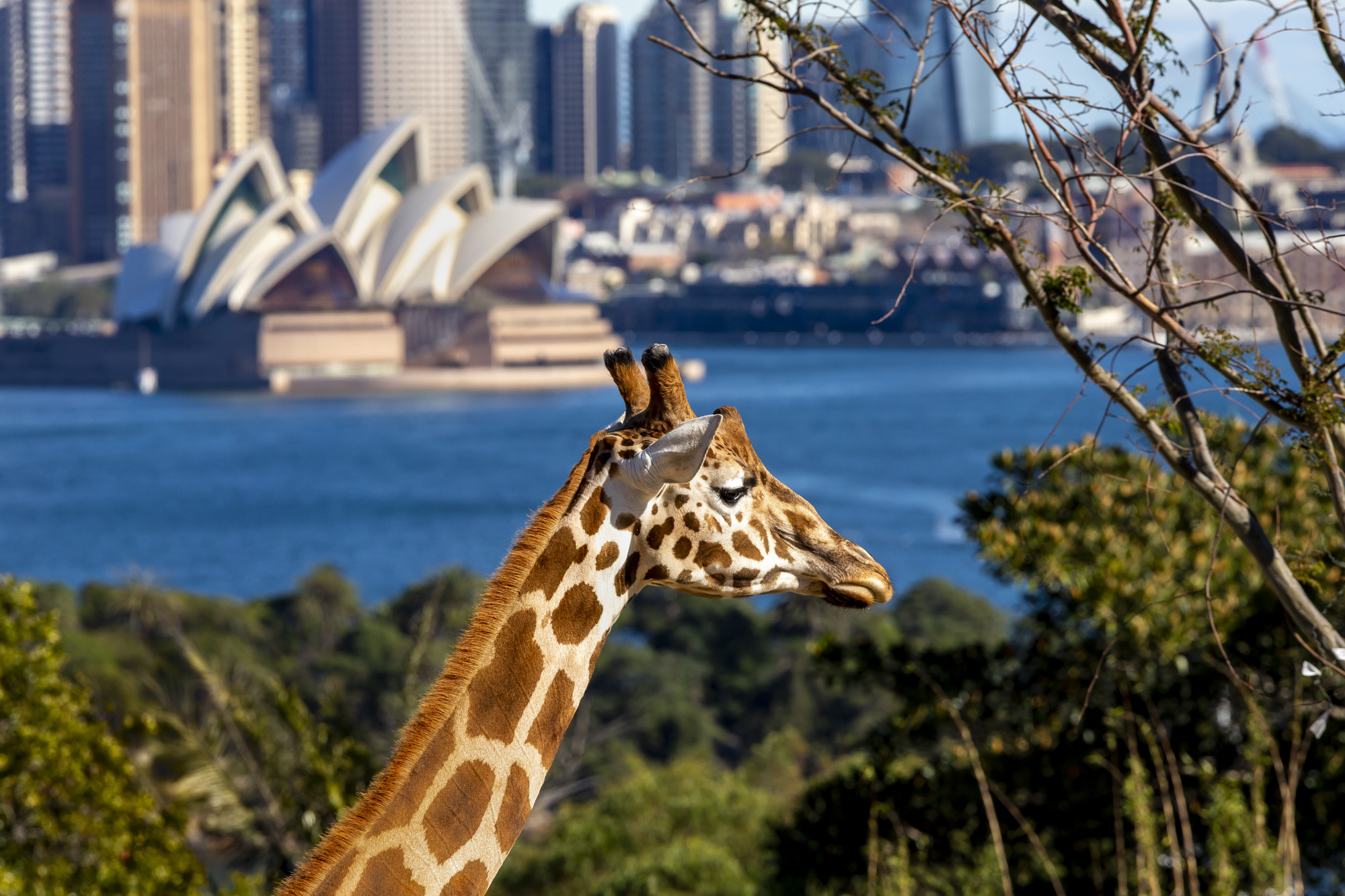 Giraffe exhibit with Sydney harbour backdrop