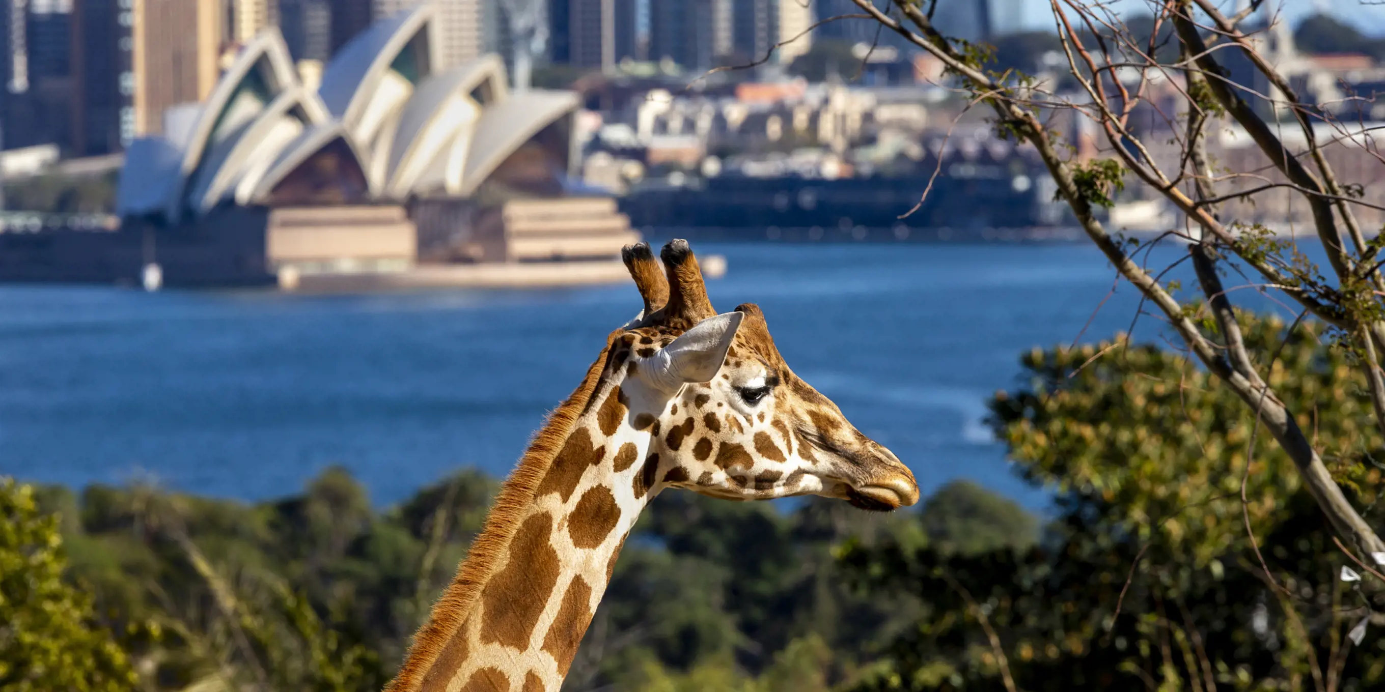 Giraffe exhibit with Sydney harbour backdrop