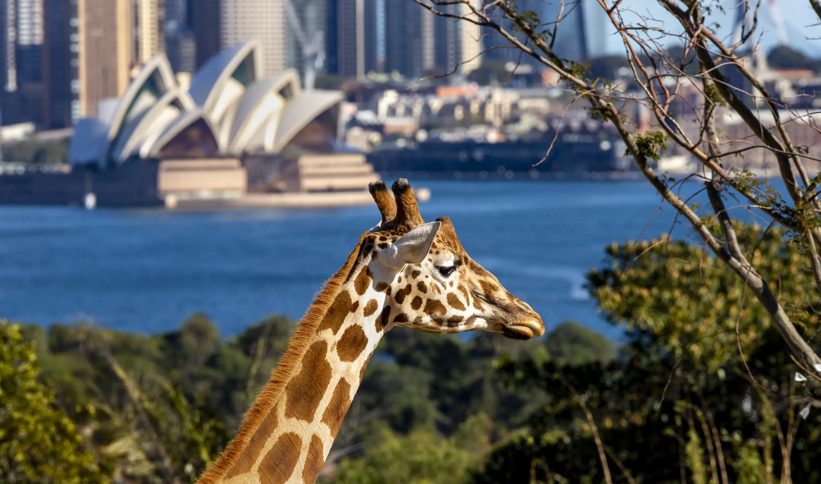 Giraffe exhibit with Sydney harbour backdrop