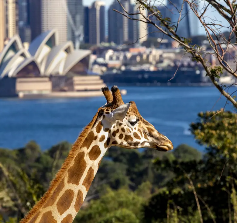 Giraffe exhibit with Sydney harbour backdrop