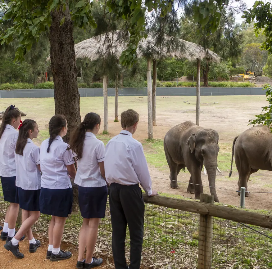 School students watching elephants in a large open zoo habitat.