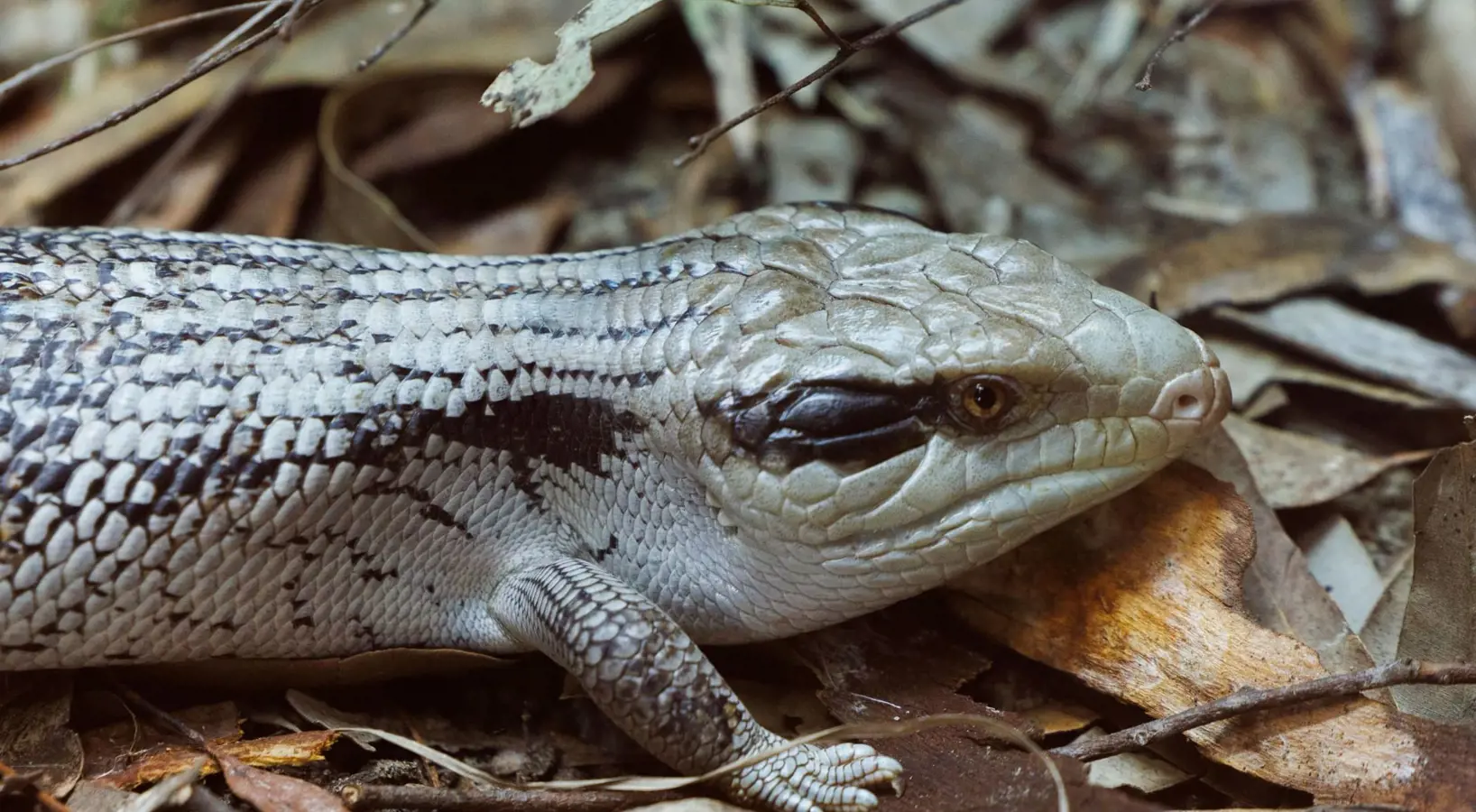 Blue Tongue Lizard on foliage in Amphibian & Reptile Centre at Taronga Zoo