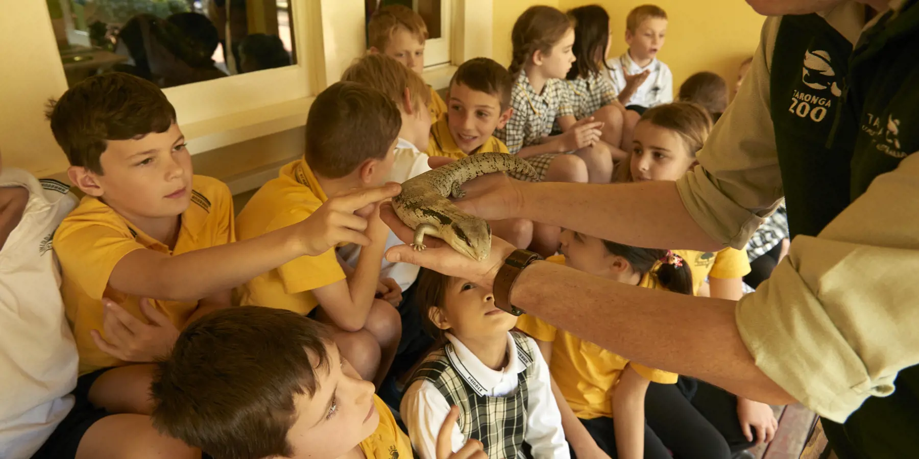 School kids touching blue tongue lizard during workshop at Backyard to Bush House at Taronga Zoo