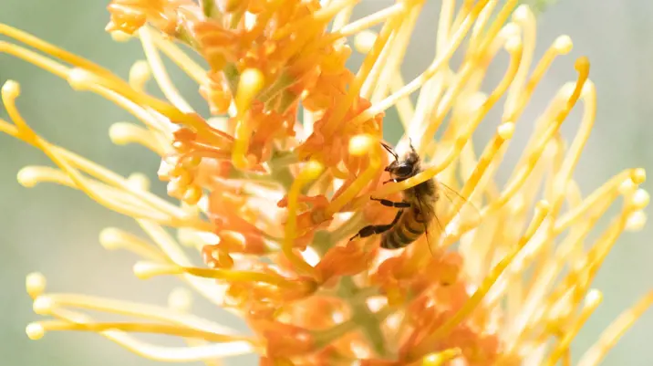Close up of bee on yellow native flower