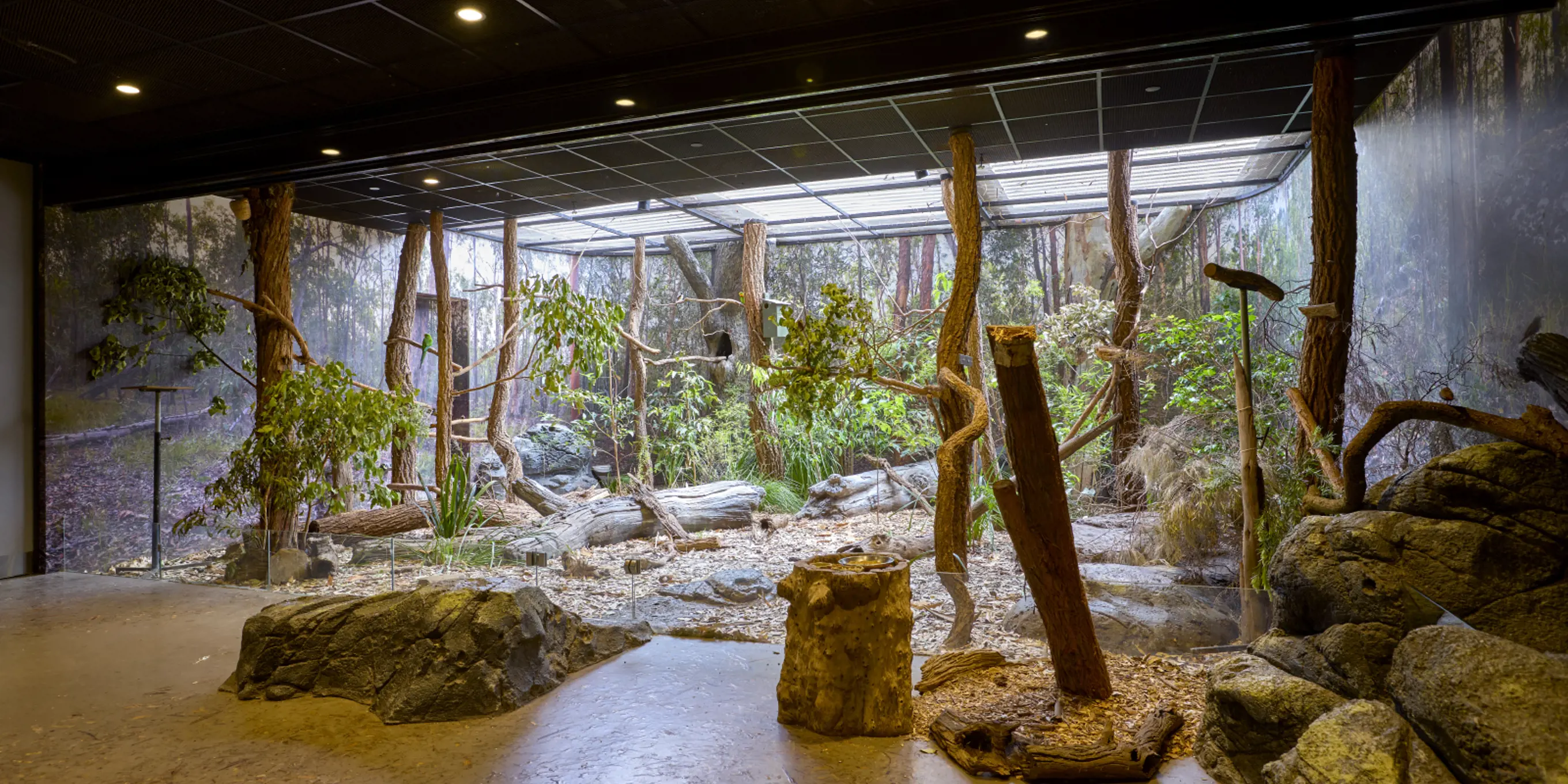 Bushland Immsersive Habitat Classroom, showing trees and animals in habitat at Taronga Insitutue of Science and Learning