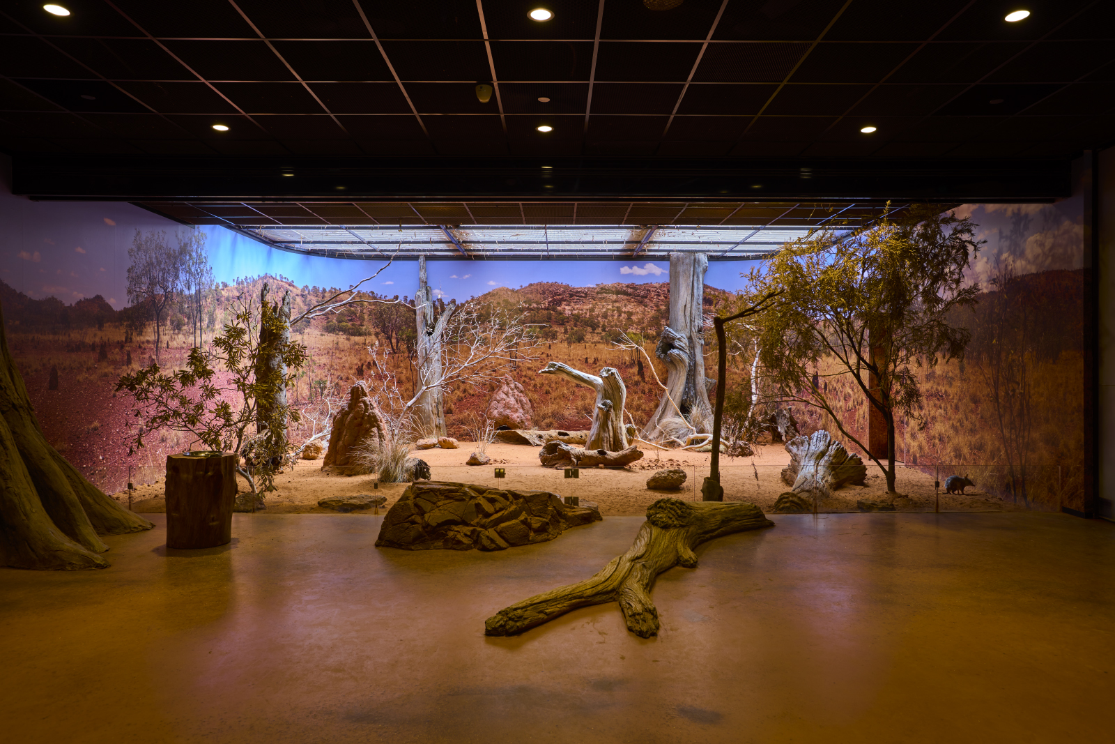 Desert immersive habitat classroom, desert scene of red dirt, rocks and trees, at Taronga Institute of Science and Learning