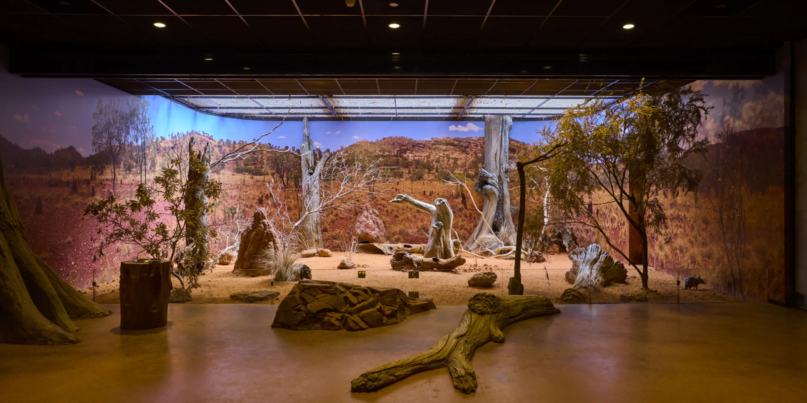 Desert immersive habitat classroom, desert scene of red dirt, rocks and trees, at Taronga Institute of Science and Learning