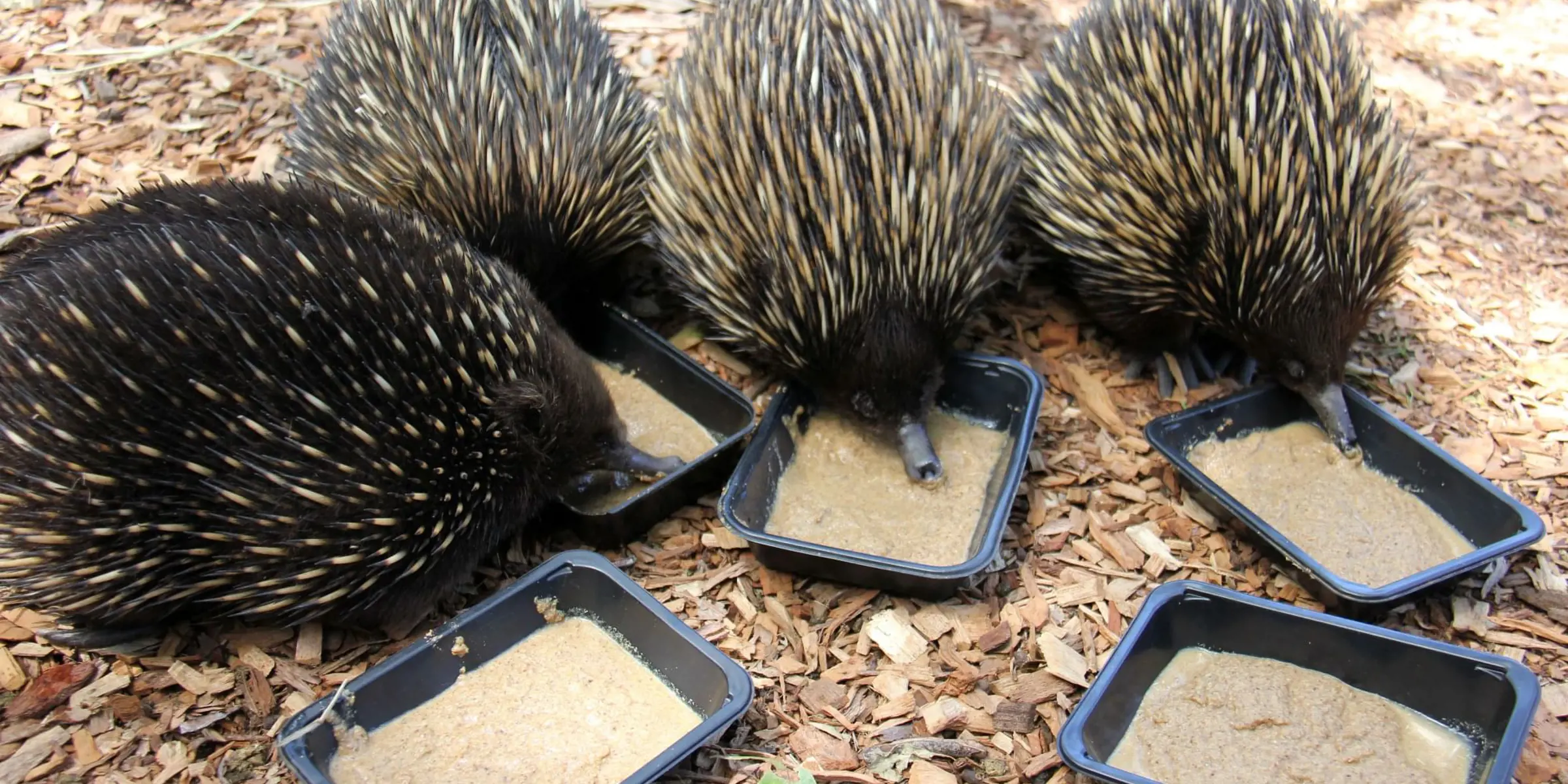 Four echidnas eating specalised diet out of food trays