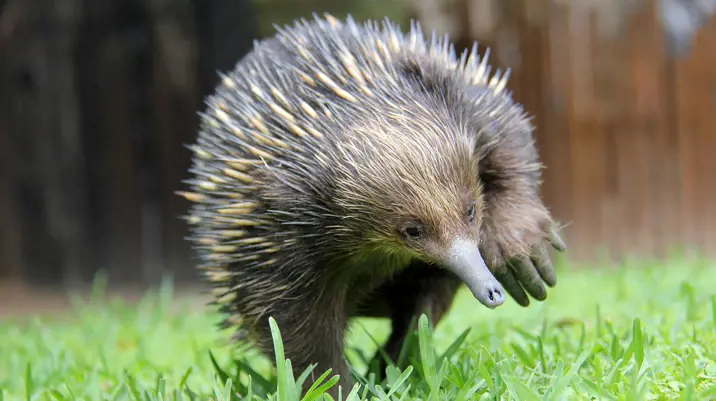 Echidna walking towards camera on grass