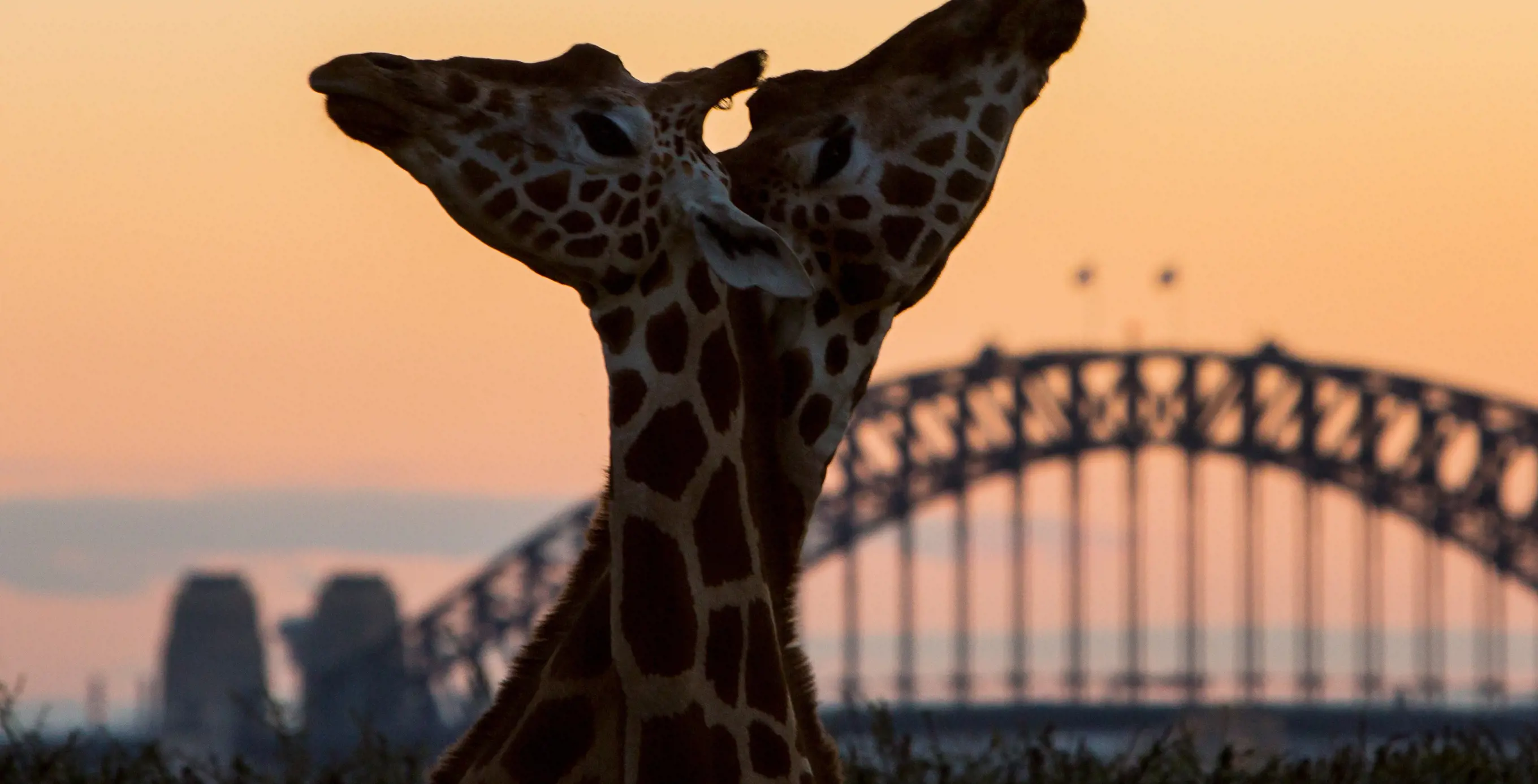 Two giraffes with Sydney Harbour Bridge in the background at sunset.