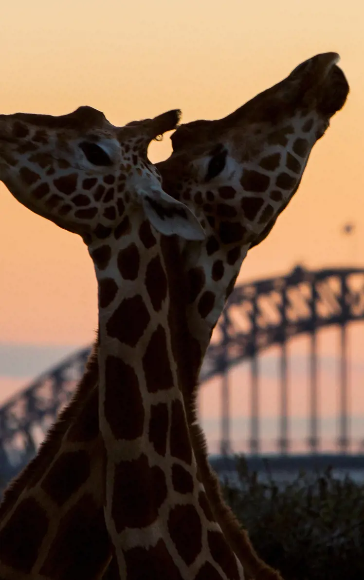 Two giraffes with Sydney Harbour Bridge in the background at sunset.