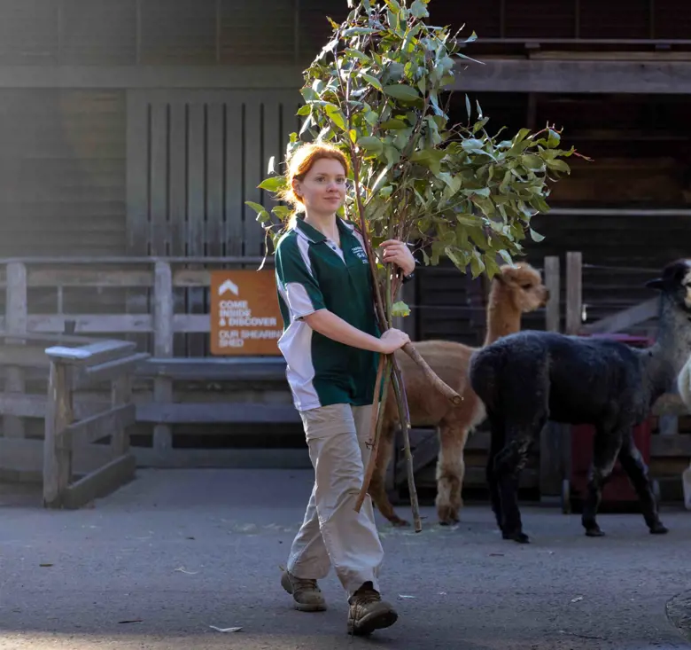 Certificate II student with alpacas