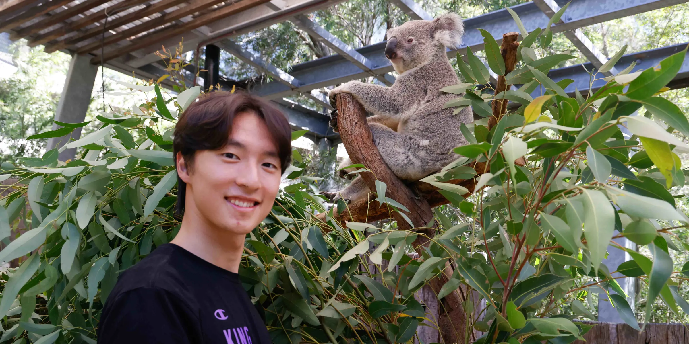 Koala sitting in a tree while a visitor stands nearby at Taronga Zoo Sydney.