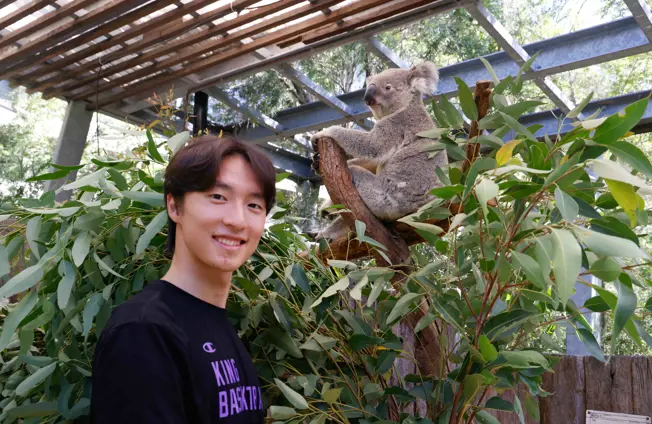 Koala sitting in a tree while a visitor stands nearby at Taronga Zoo Sydney.