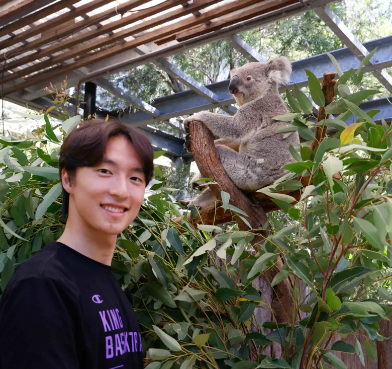 Koala sitting in a tree while a visitor stands nearby at Taronga Zoo Sydney.