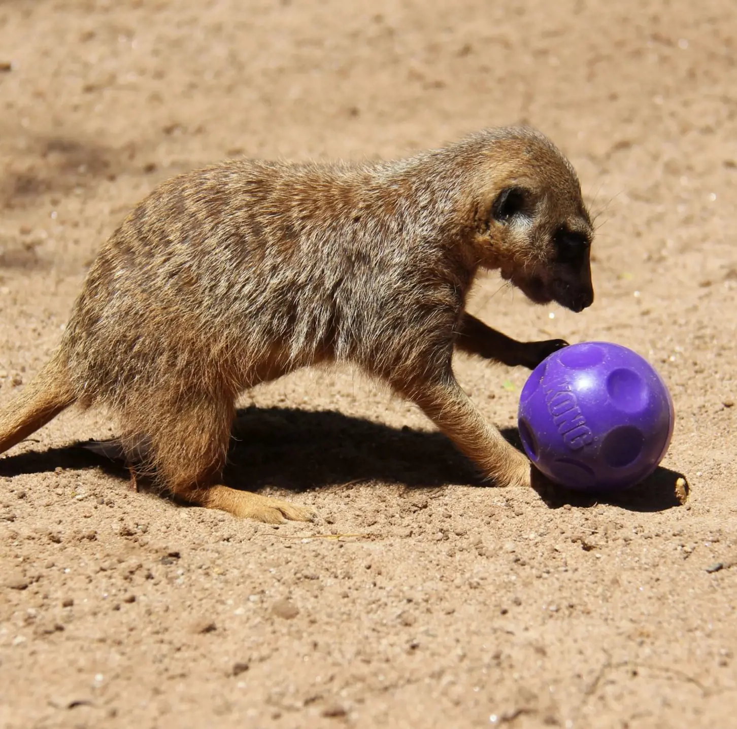 Meerkat playing with a purple enrichment ball in a sandy enclosure.