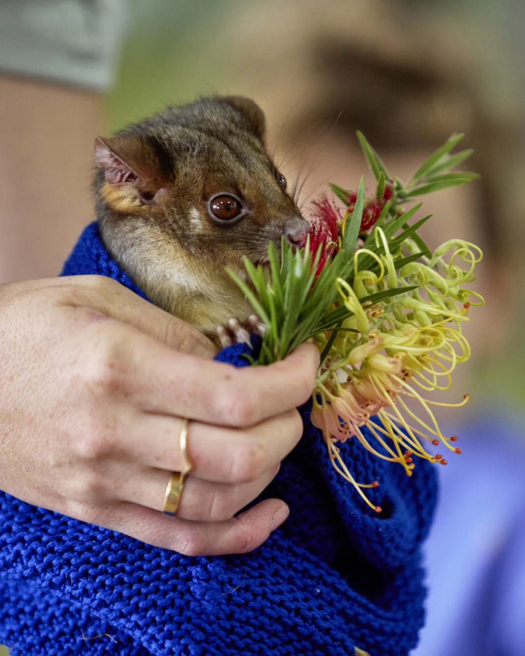 Close-up of a possum being hand-fed native flowers during an educational animal encounter.”