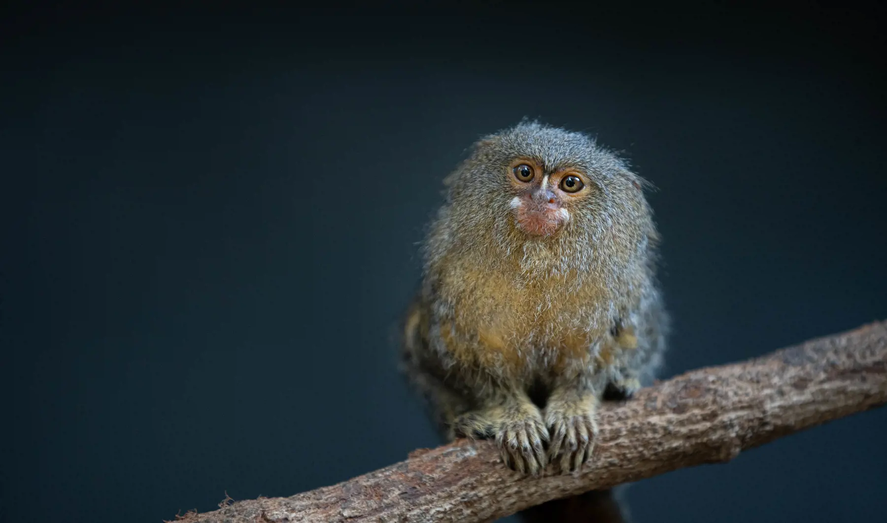 Pygmy marmoset sitting on a branch at Taronga Zoo Sydney.