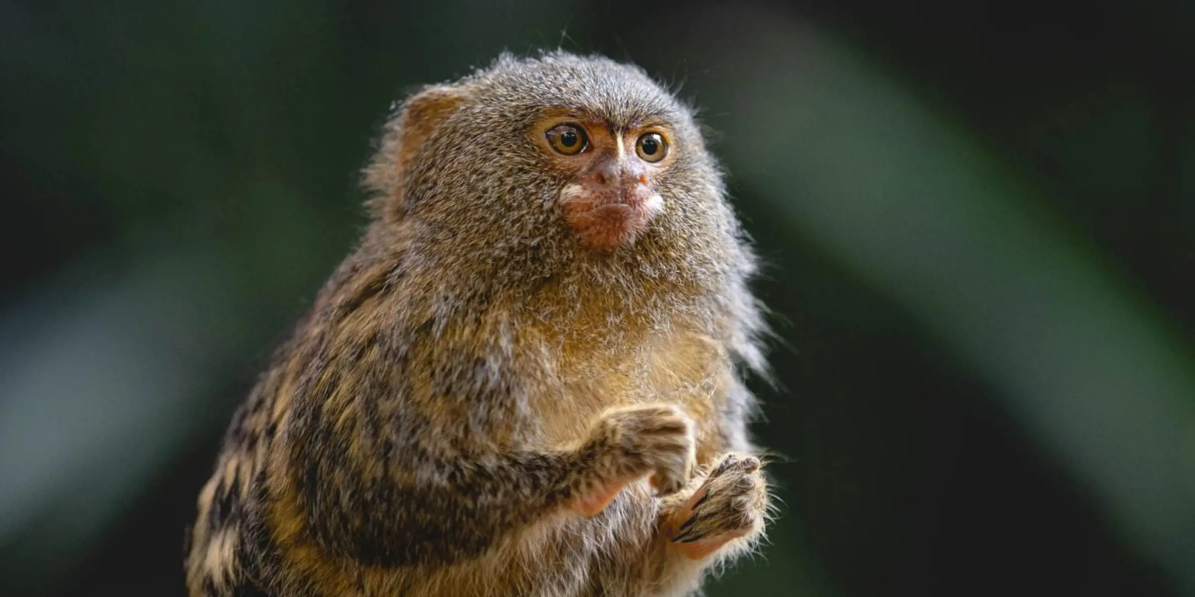 Pygmy marmoset perched on a branch holding food at Taronga Zoo Sydney.