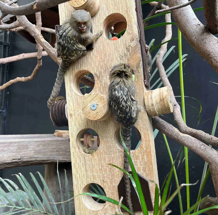 Two pygmy marmosets interacting with a wooden enrichment structure in their habitat.