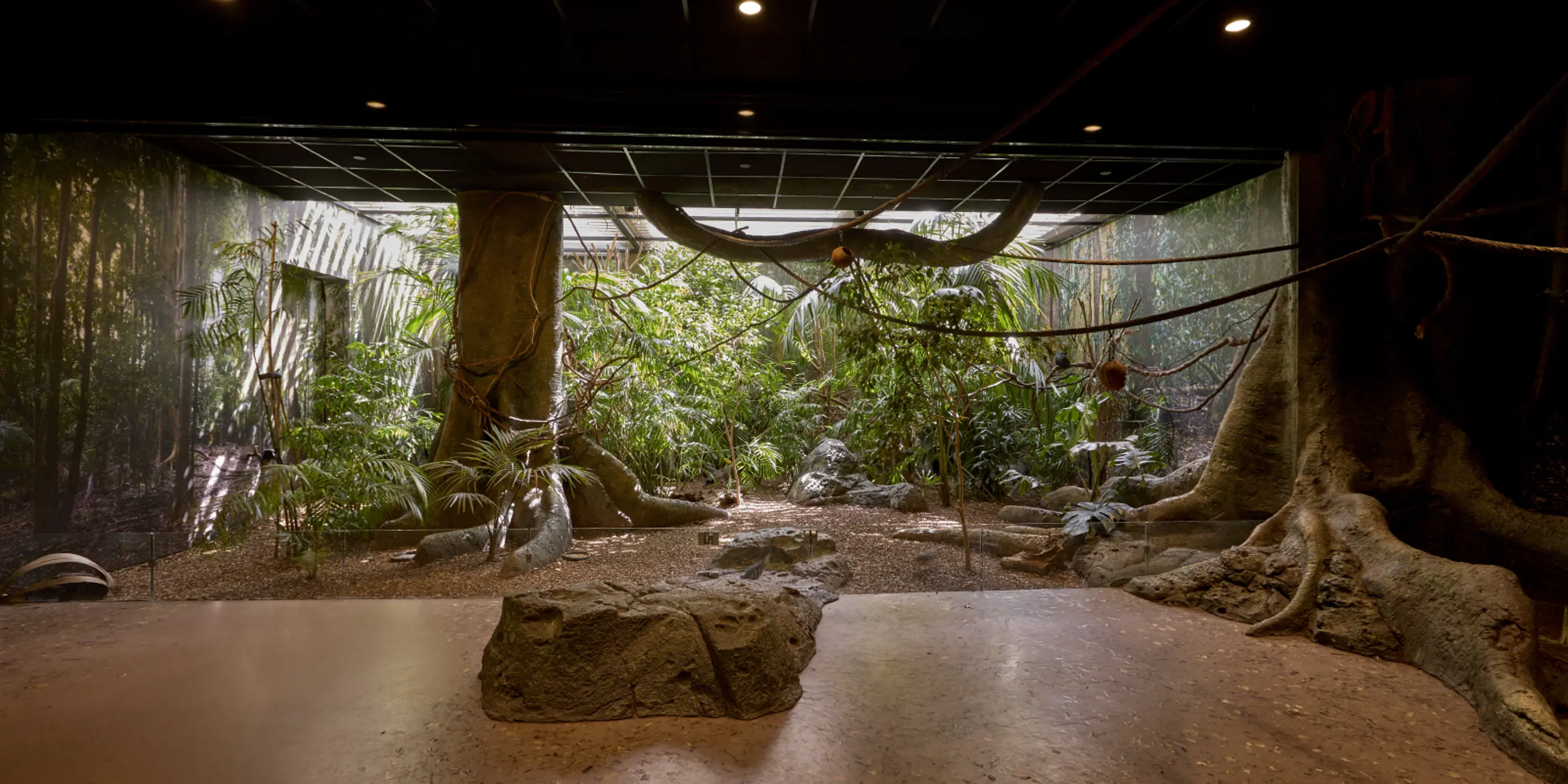 Indoor rainforest-themed immersive classroom designed for interactive learning.